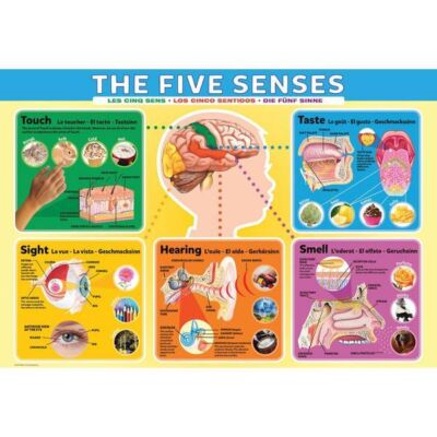 Black Friday 2024 Puzzle 200 piese The Five Senses